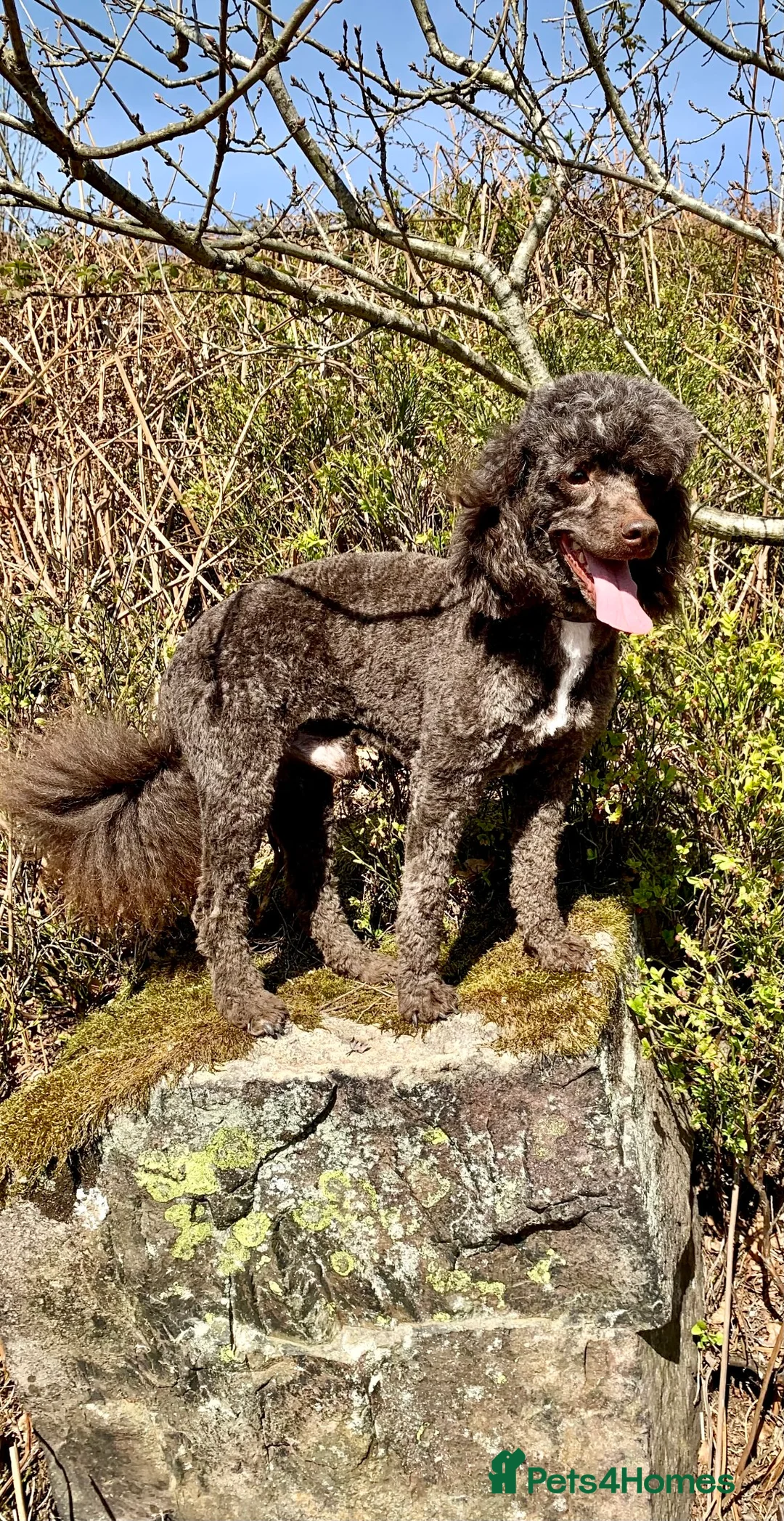 Miniature Poodle dogs for stud: Miniture Poodle for stud - SHORT NOTICE AVAILABLE in Coalville - Advert 4