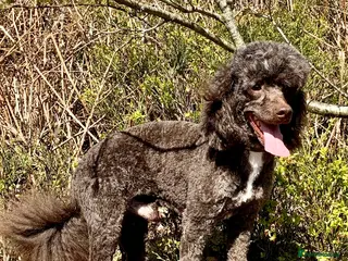 Miniature Poodle dogs Miniture Poodle for stud - SHORT NOTICE AVAILABLE - Advert 10