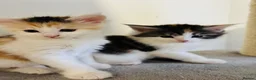 Maine Coon cats for sale: Maine coon kittens  - Advert 15