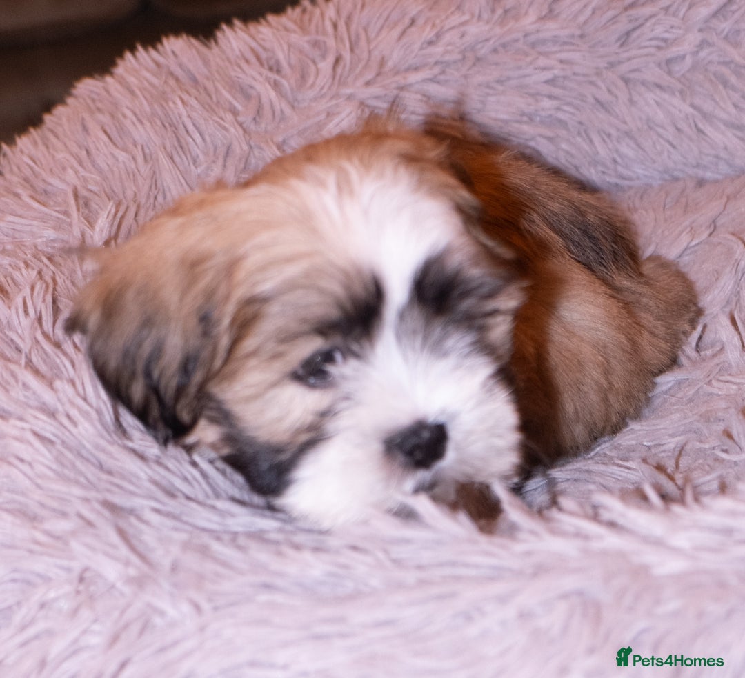 Lhasa Apso dogs for sale: Adorable Lhasa Apso Puppies full pedigree - Advert 8