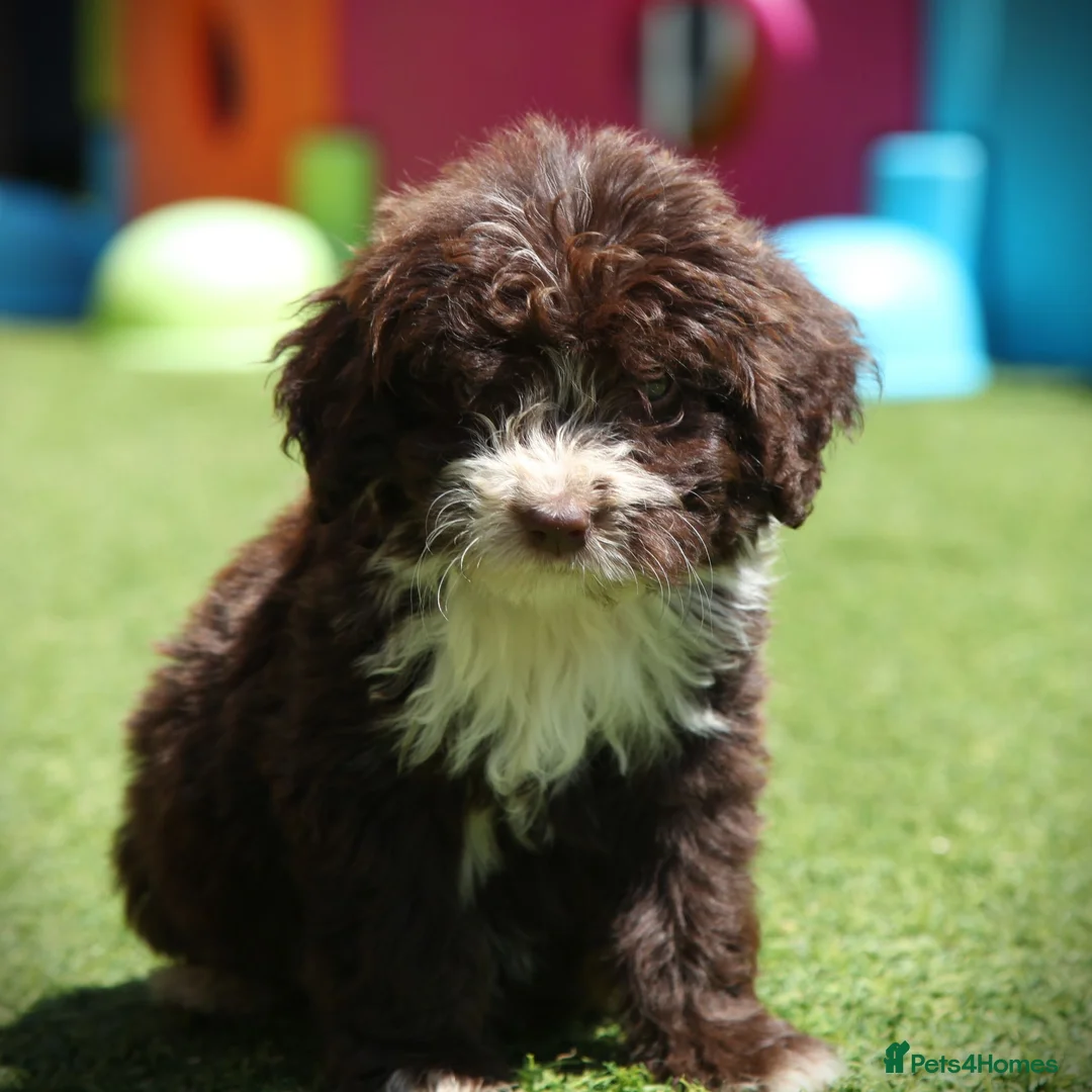Bordoodle dogs for sale: Gorgeous Bordoodles - Advert 2