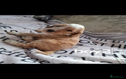 Cockapoo dogs for sale: Beautiful F1 Cockapoo puppies  - Image 7