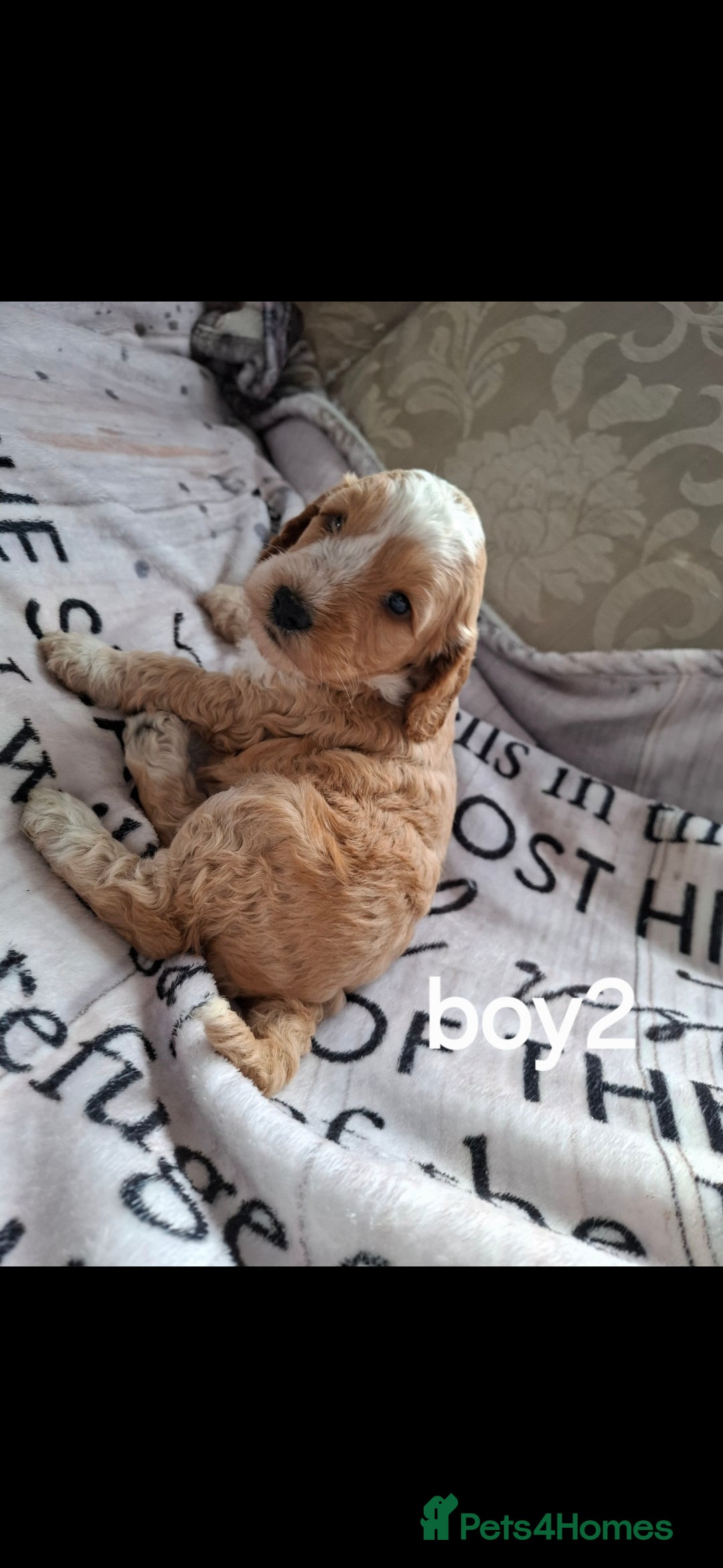 Cockapoo dogs for sale: Beautiful F1 Cockapoo puppies  - Image 7