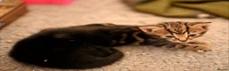Mixed Breed cats for sale: Stunning kittens  - Advert 6