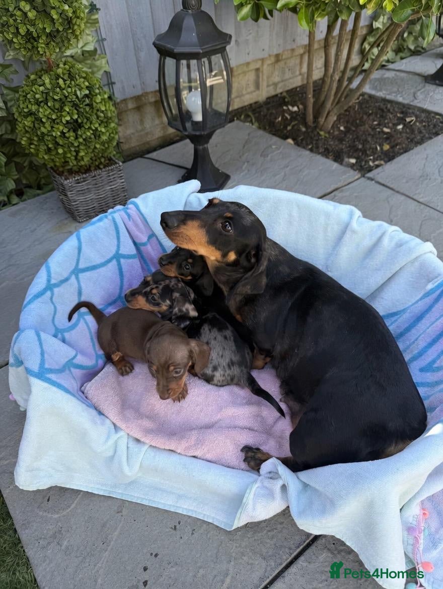 Dachshund dogs Beautiful Dachshund pups for sale  - Advert 1