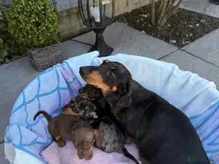 Dachshund dogs Beautiful Dachshund pups for sale - Advert 2