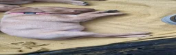 Labrador Retriever dogs for sale: 3 Fox Red girl puppies left.Available from 10/7/26 - Advert 29