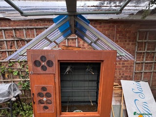 Budgerigars birds - Advert 30