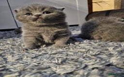 British Shorthair cats for sale: Beautiful British blue kittens  - Image 8