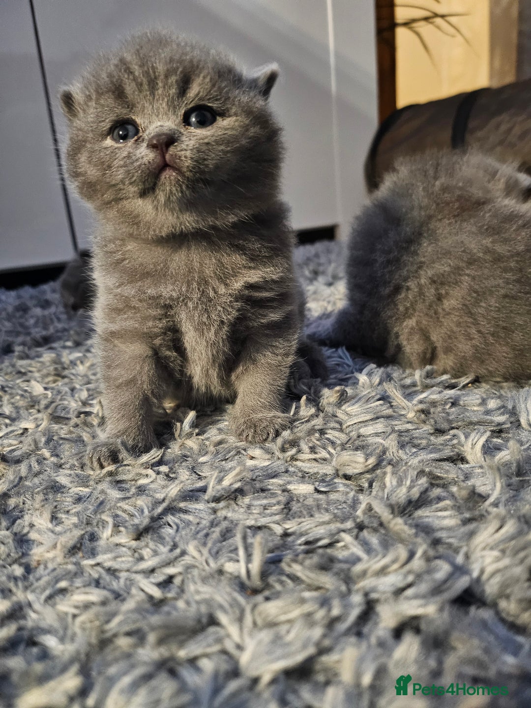 British Shorthair cats for sale: Beautiful British blue kittens  - Image 8