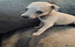 Whippet dogs for sale: Kennel Club Registered Pure Whippet Puppies - Image 5