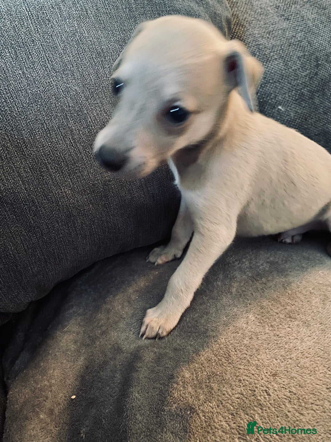 Whippet dogs for sale: Kennel Club Registered Pure Whippet Puppies - Image 5