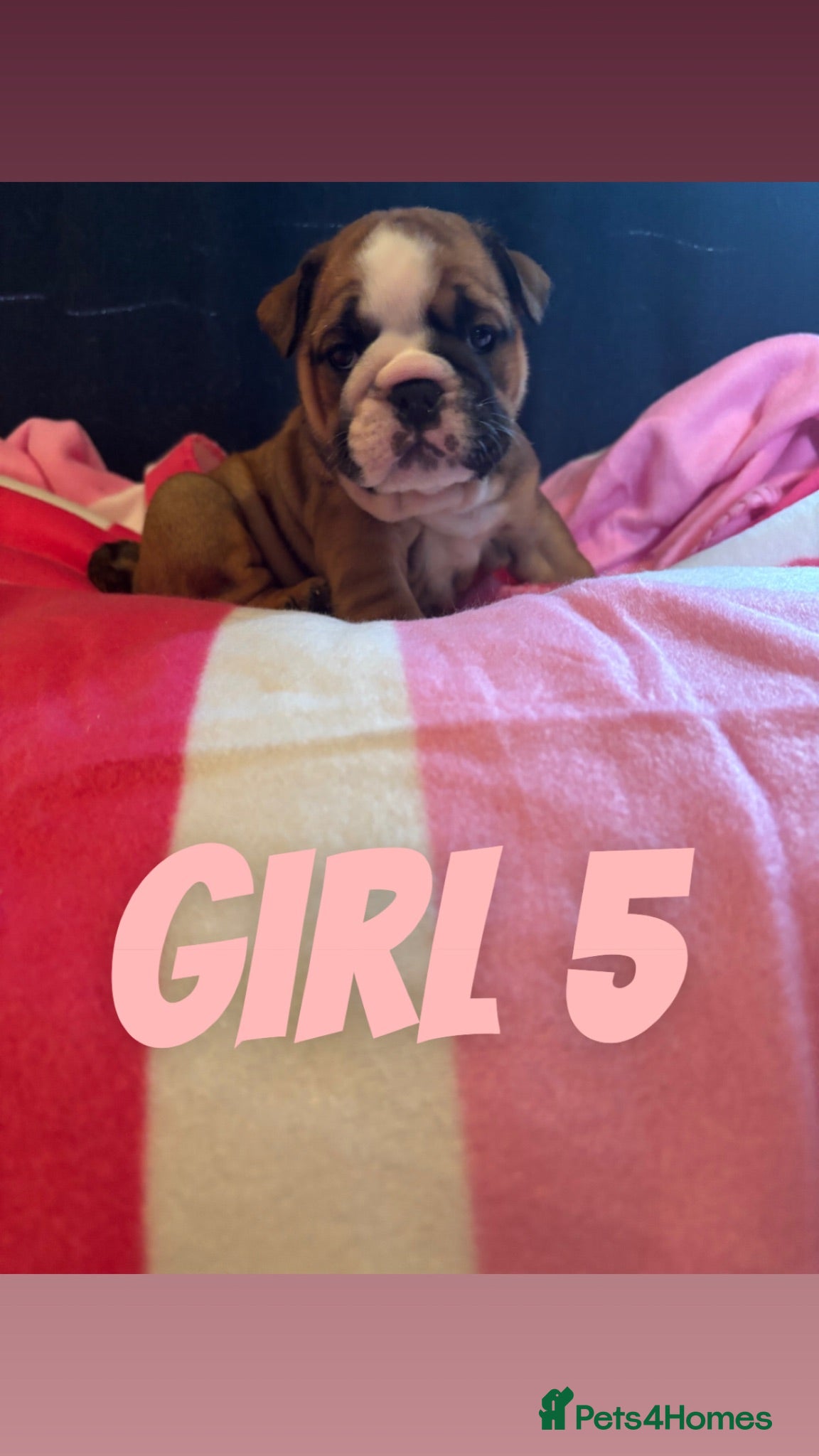English Bulldog dogs Chunky Traditional British bulldogs kc registered  - Advert 16