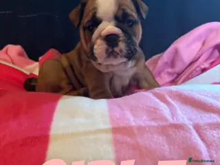 English Bulldog dogs Chunky Traditional British bulldogs kc registered - Advert 16
