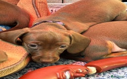 Miniature Dachshund dogs for sale: Stunning KC Reg chocolate/tan Dachshund puppies - Image 6