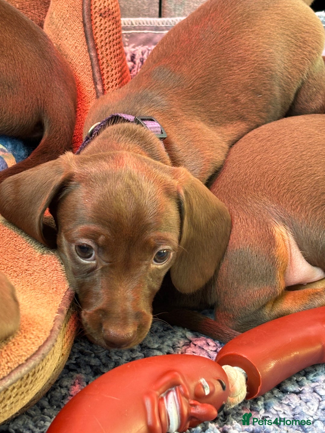Miniature Dachshund dogs for sale: Stunning KC Reg chocolate/tan Dachshund puppies - Image 6