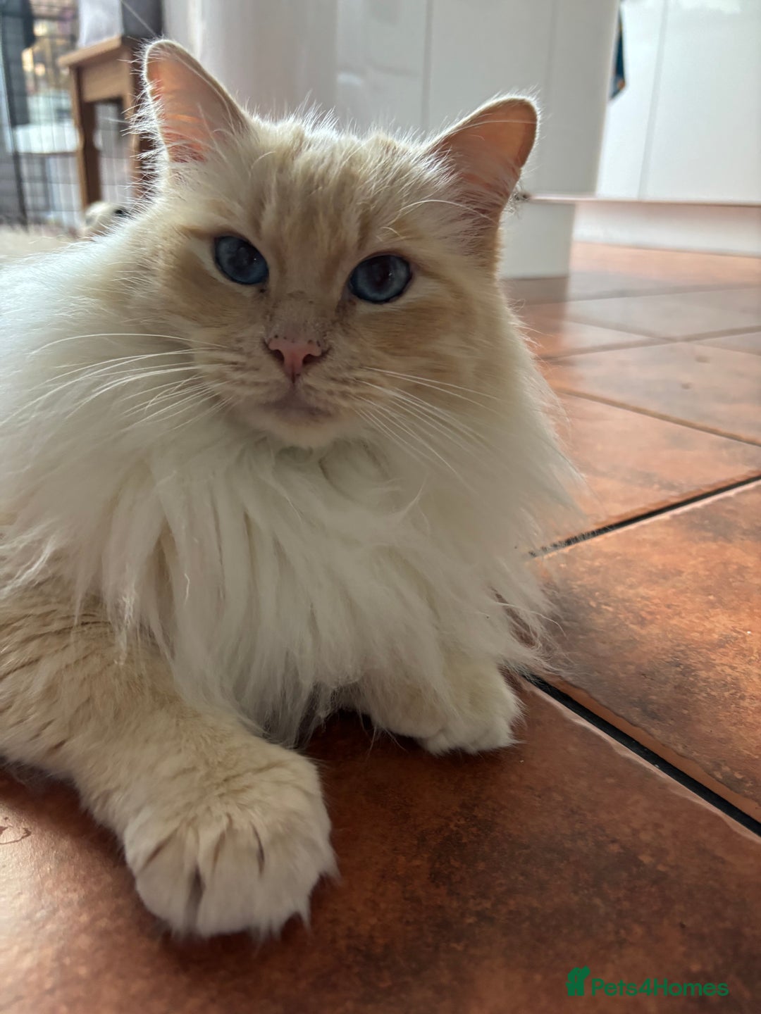 Ragdoll cats for sale: Vince the ragdoll.  - Image 4
