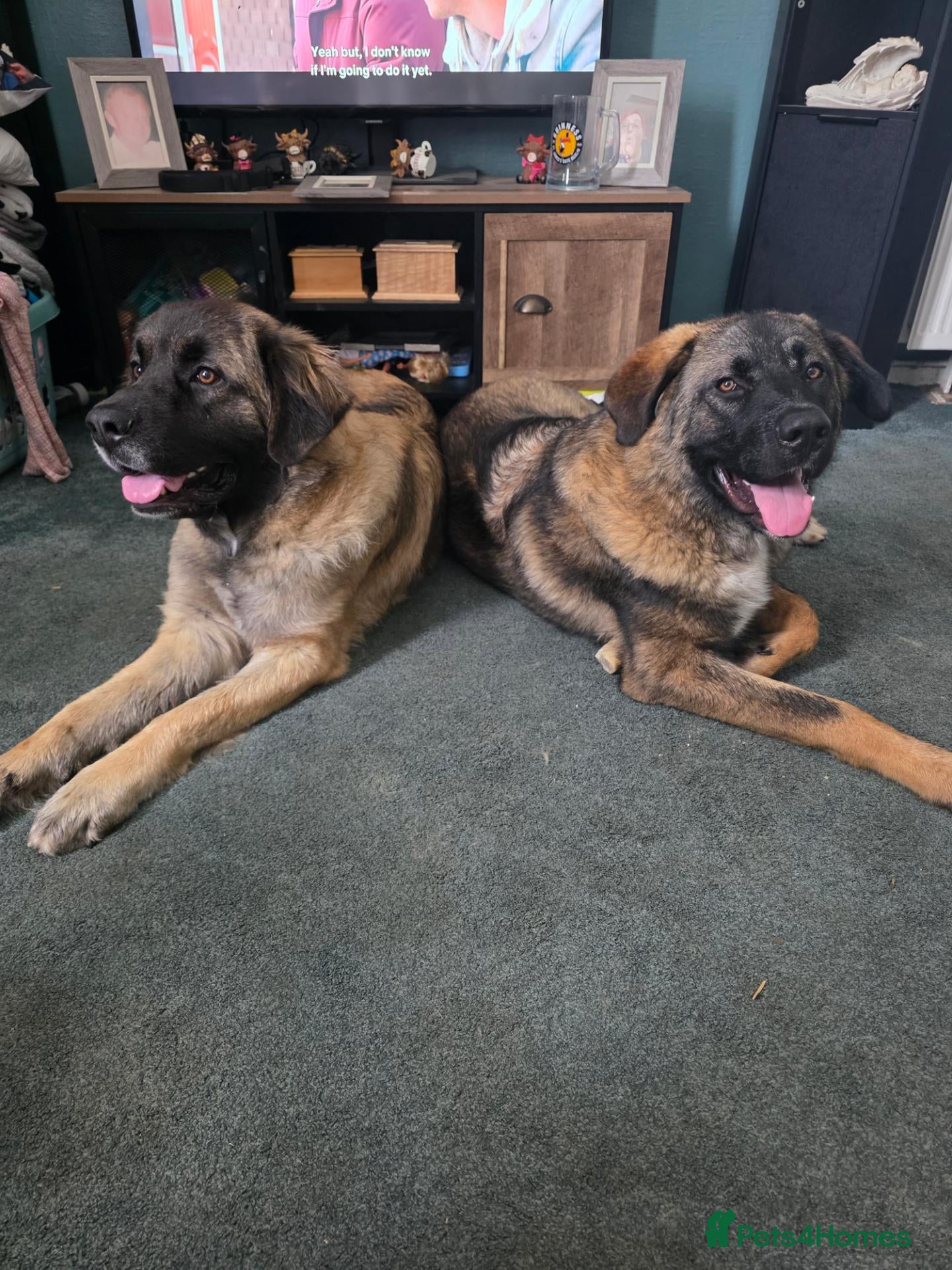 Mixed Breed dogs Caucasian shepherd cross puppies - Advert 1