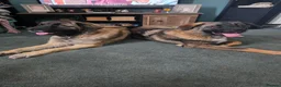 Mixed Breed dogs for sale: Caucasian shepherd cross puppies - Advert 1