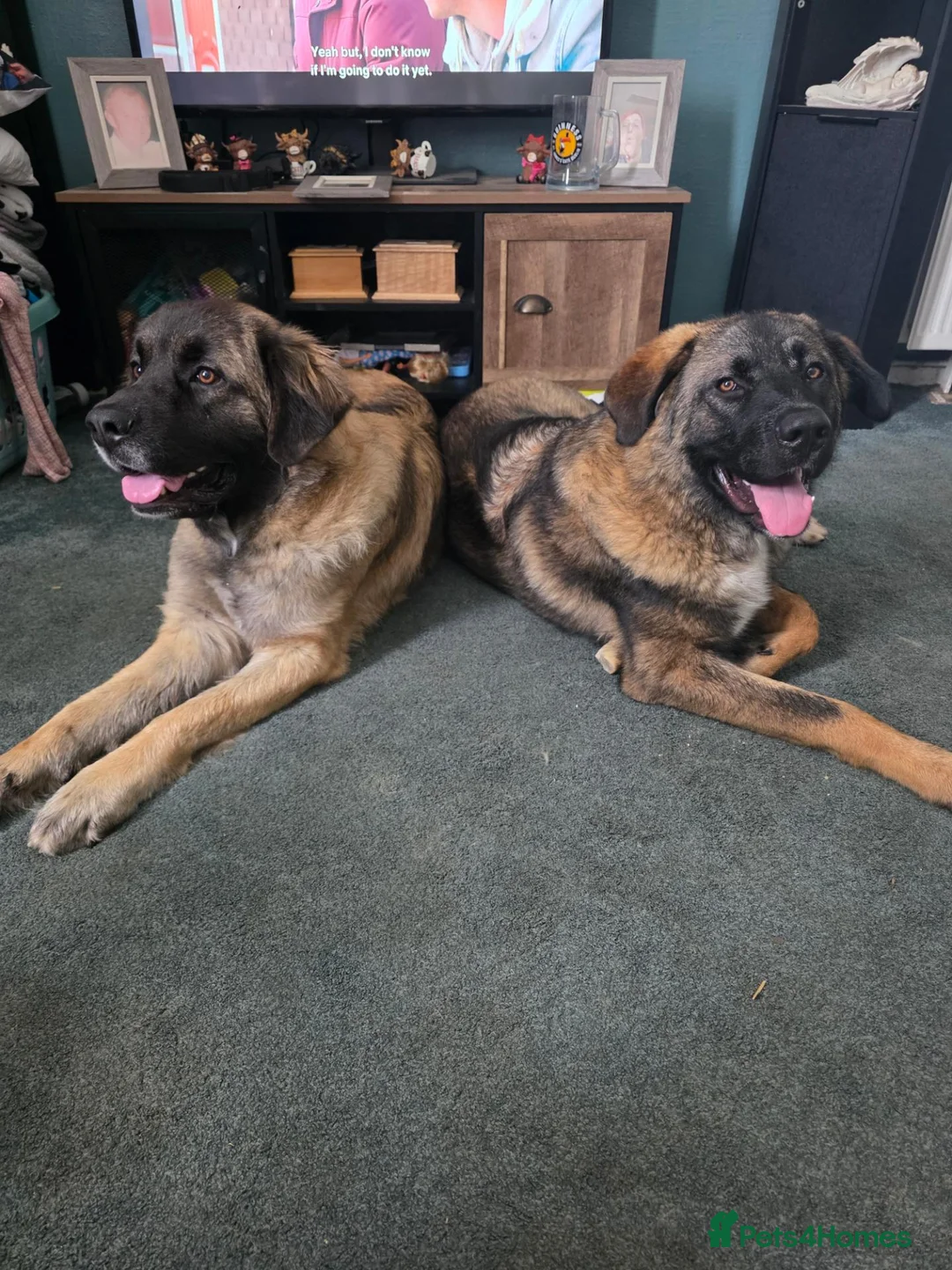 Mixed Breed dogs for sale: Caucasian shepherd cross puppies - Advert 1