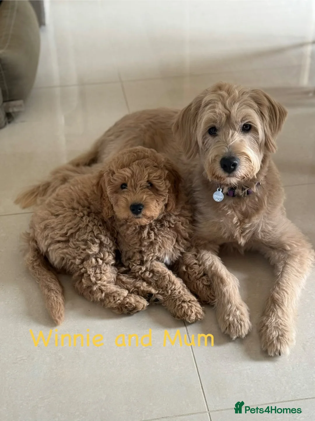 Mixed Breed dogs for sale: 🐾 Australian Double Doodle Puppies Expected 🐾 - Advert 1