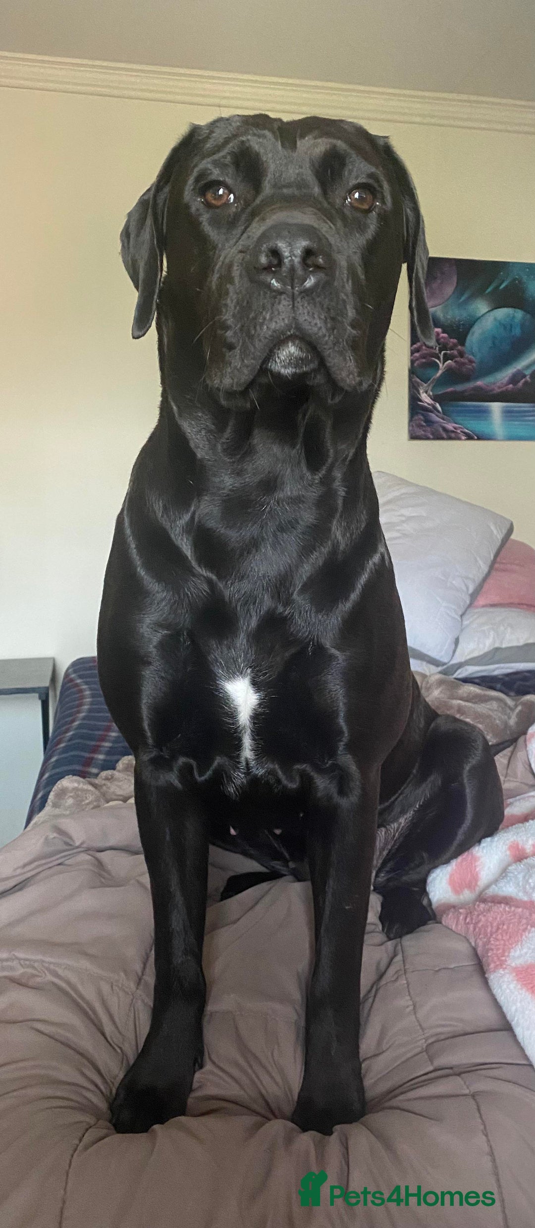 Mixed Breed dogs for sale: Canecorso cross lab - Image 5