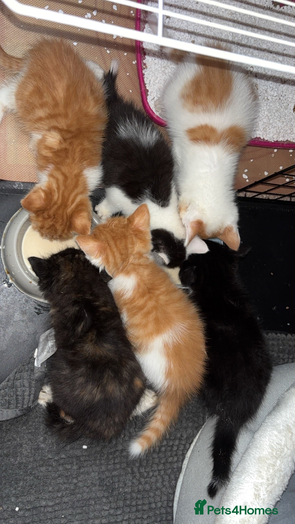 Mixed Breed cats Ready now!!! - Advert 1