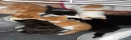 Mixed Breed cats for sale: Ready now!!! - Advert 1