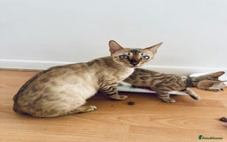 Bengal cats for sale: TICA registered snow lynx Bengal Kittens in Reading - Image 19