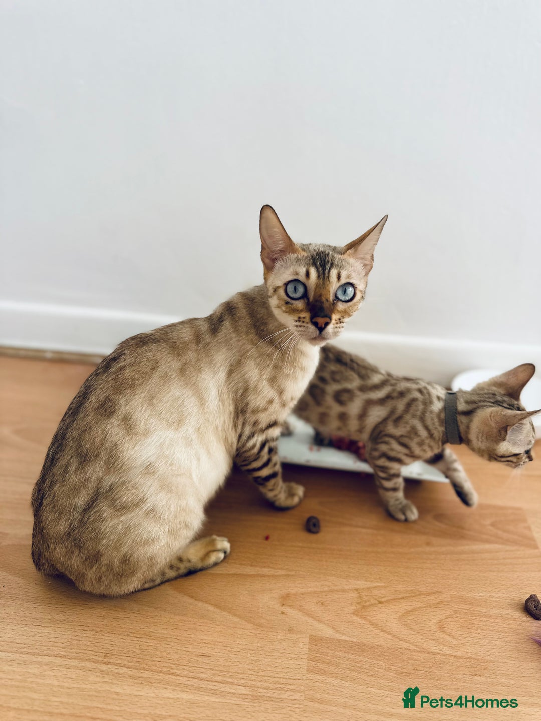 Bengal cats for sale: TICA registered snow lynx Bengal Kittens in Reading - Image 19