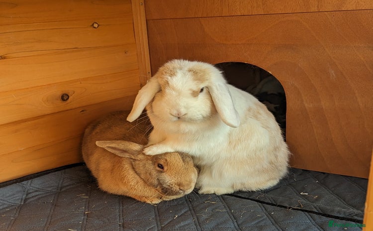Angora rabbits - Advert 6