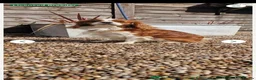 Cavapoo dogs for sale: Cavapoos F1 fully health tested - Advert 5