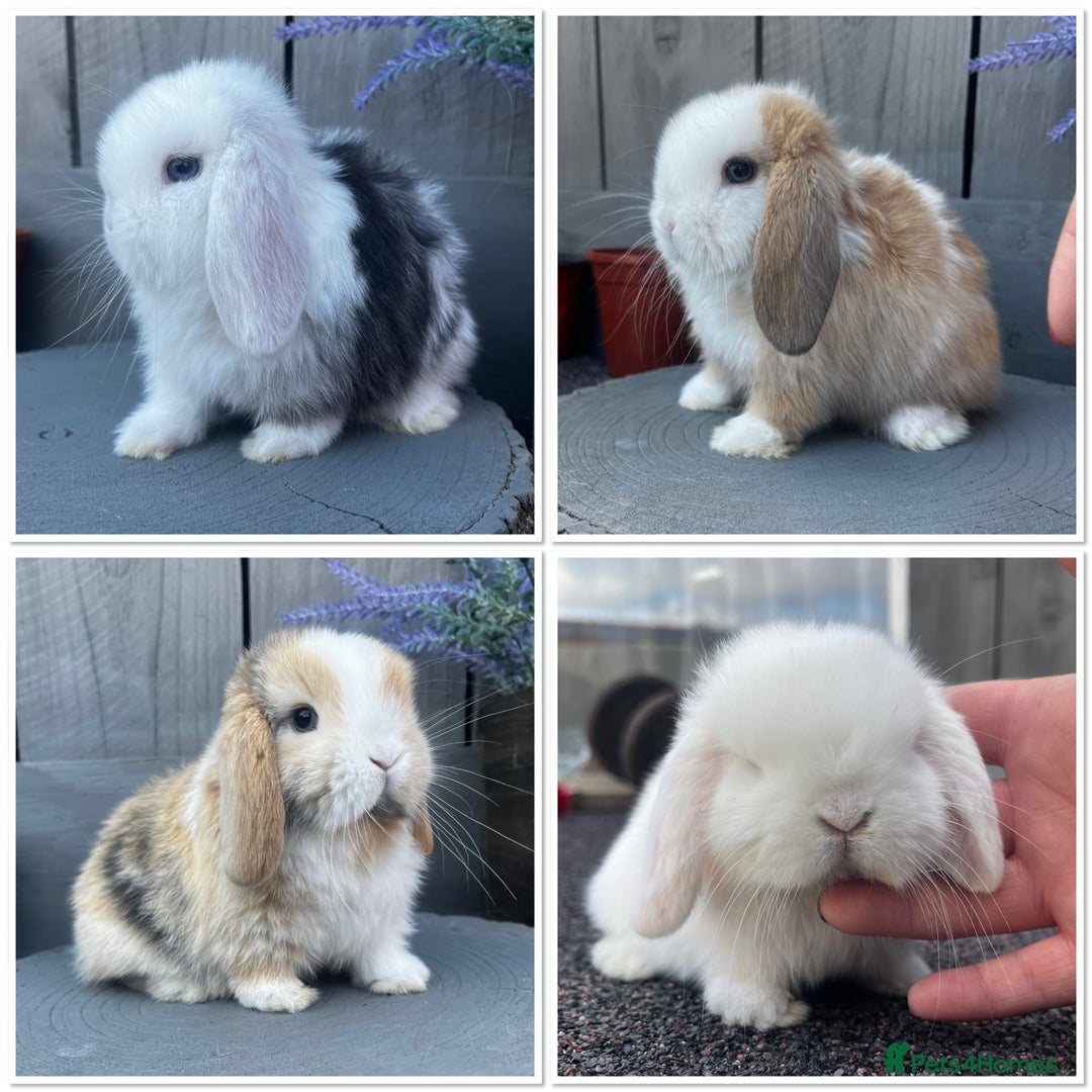Mini Lop rabbits for sale: 🌟 mini lop babies 🌟 - Image 34