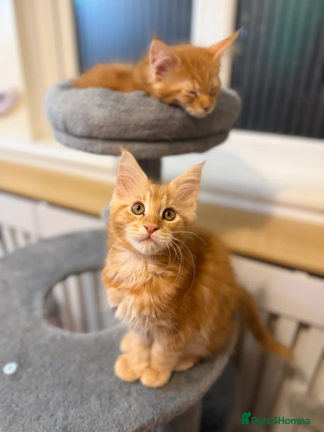 Maine Coon cats for sale: 5 Beautiful Mainecoon Kittens ❤️  - Advert 24