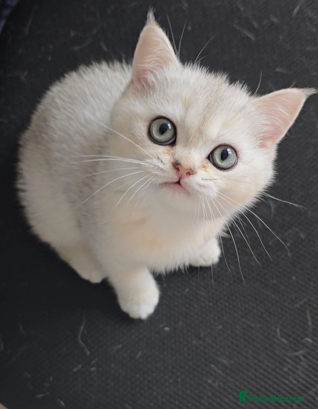 British Shorthair cats for sale: Scottish Straight 2 month old girl - Advert 1