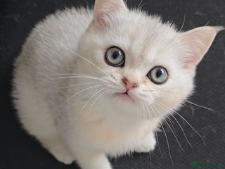 British Shorthair cats for sale: Scottish Straight 2 month old girl - Advert 1