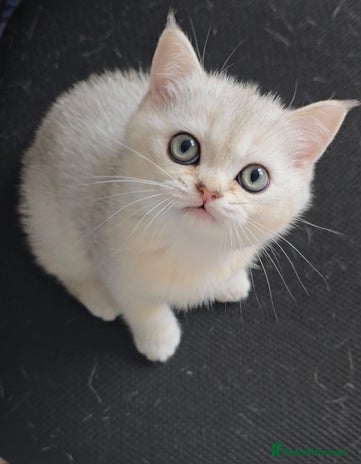 British Shorthair cats Scottish Straight 2 month old girl - Advert 1