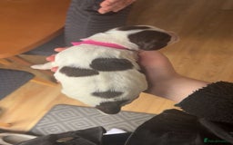 Sprocker dogs for sale:  sprocker spaniel pups for sale!  - Advert 8