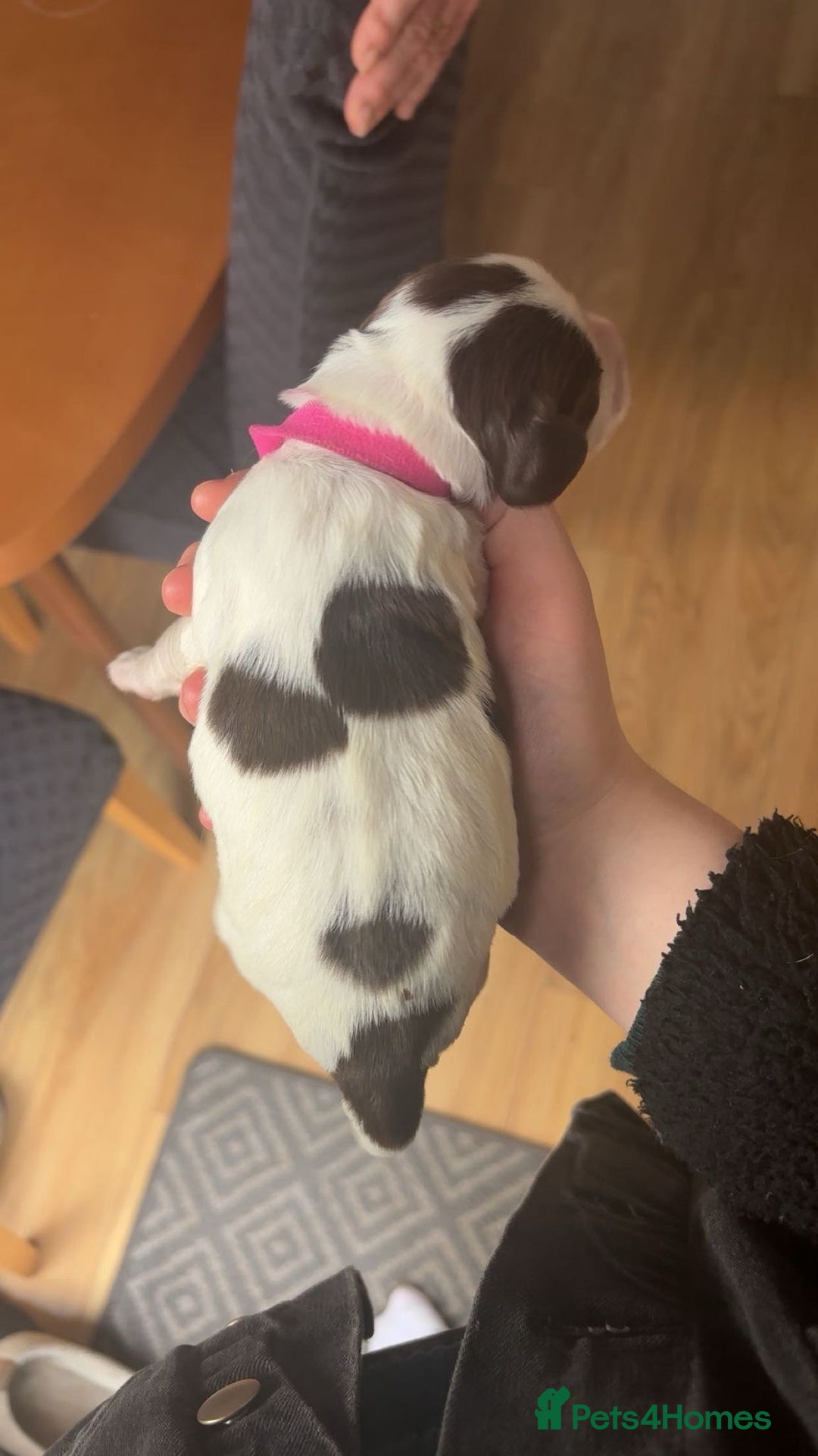 Sprocker dogs for sale:  sprocker spaniel pups for sale!  - Advert 8