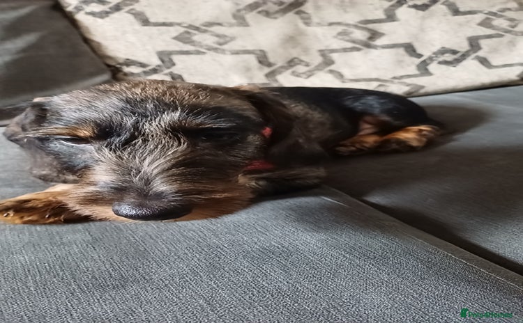 Mixed Breed dogs - Advert 6