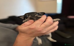 Chihuahua dogs for sale: Chihuahua and Pomchi puppies - Image 27