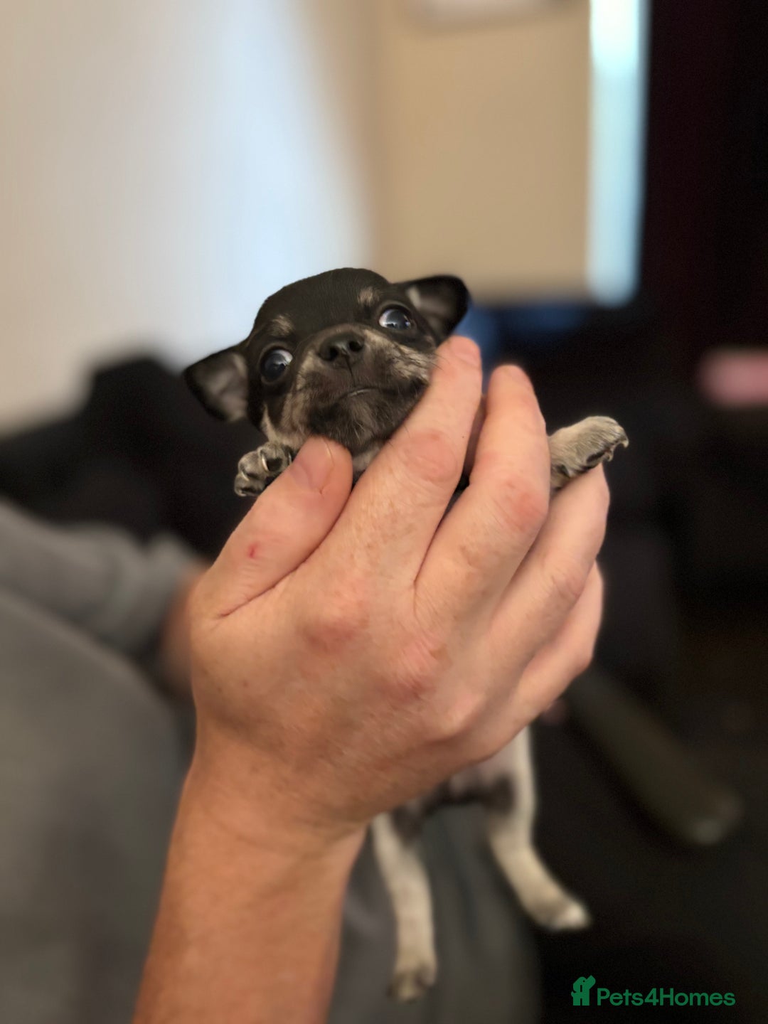 Chihuahua dogs for sale: Chihuahua and Pomchi puppies - Image 27