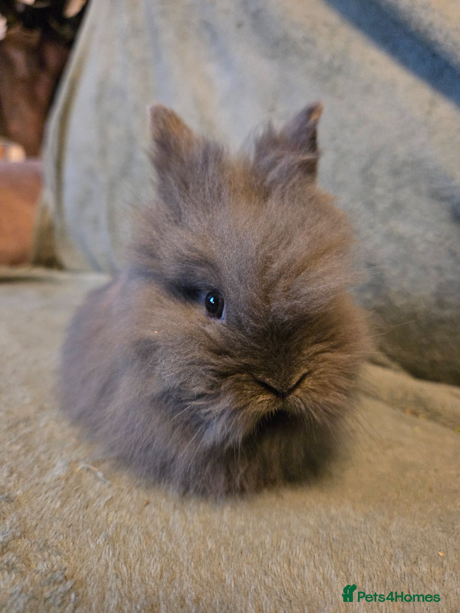 Lionhead rabbits Smokey Blue Grey double main lionhead  - Advert 1