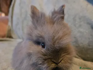 Lionhead rabbits for sale: Smokey Blue Grey double main lionhead - Advert 2