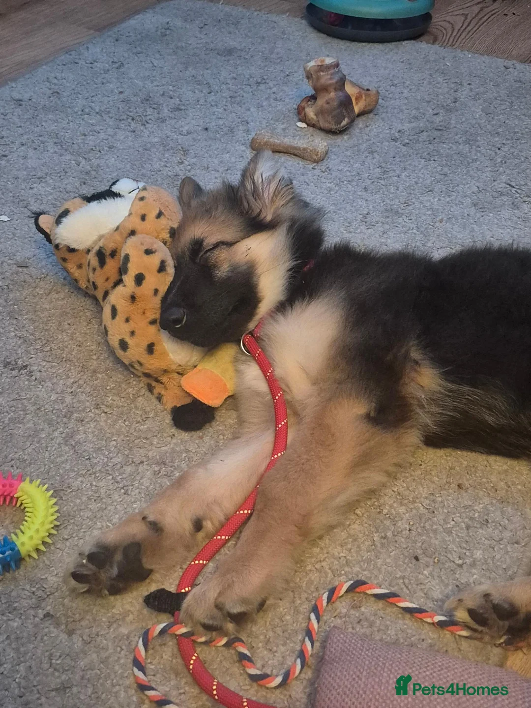German Shepherd dogs for sale: KC Registered German Shepherd puppy  - Advert 9
