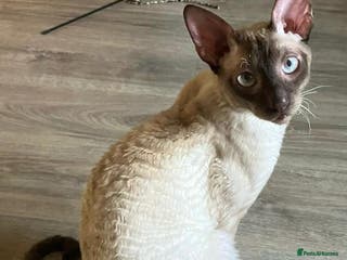 Cornish Rex cats Cornish Rex Chocolate Point Male 9 months neutered - Advert 11