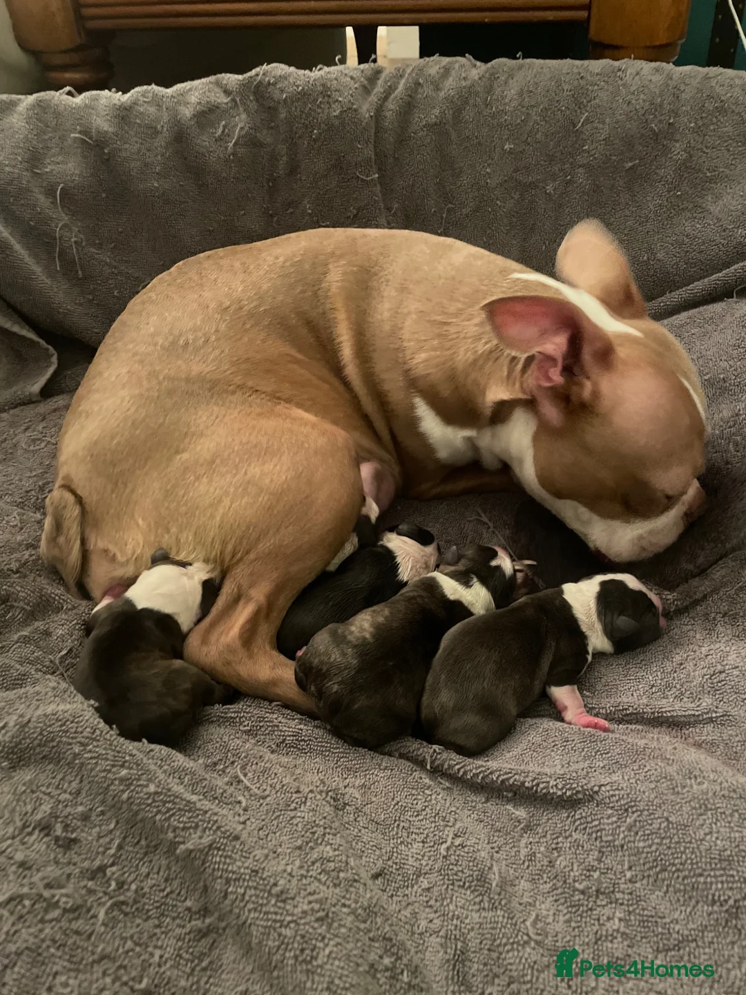 Boston Terrier dogs for sale: Brindle Boston terrier KC puppies  - Advert 22