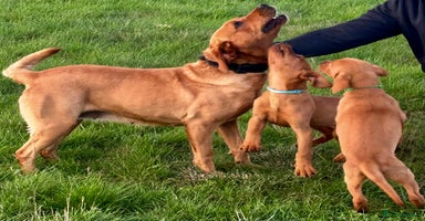 Labrador Retriever dogs - Advert 2
