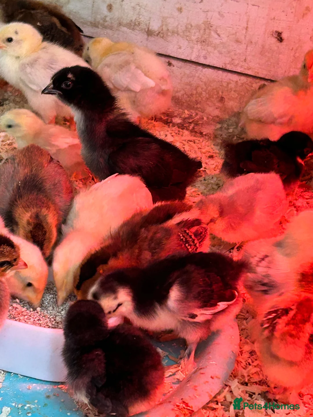 Chickens poultry for sale: Chicks, Pekin Bantams, Serama, Olive Eggers - Advert 12