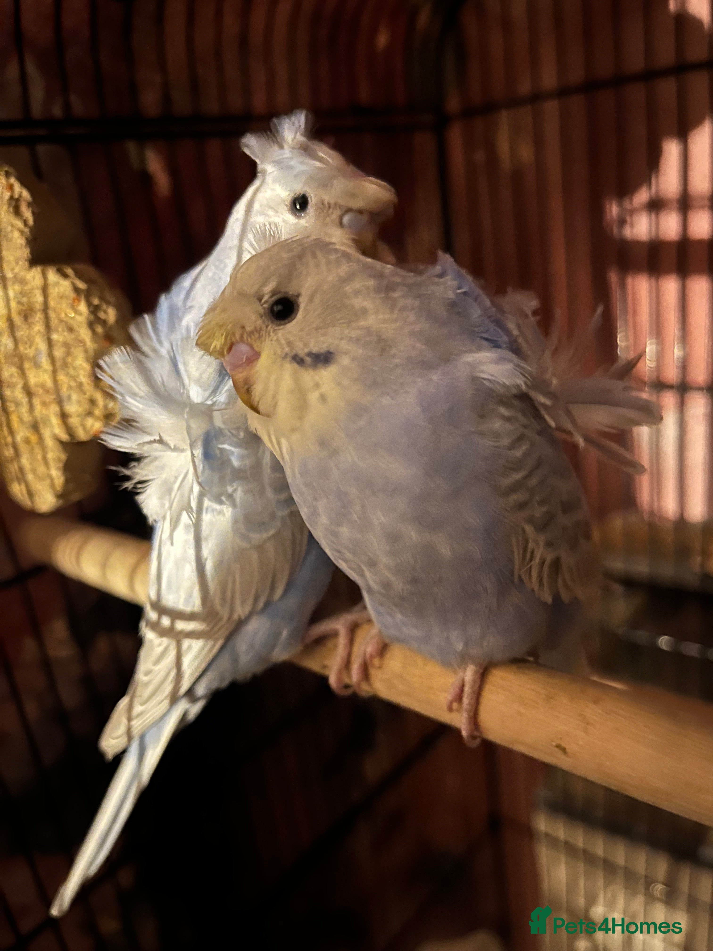 Budgerigars birds Stunning RARE Hagoromo/ Helicopter budgies - Advert 5